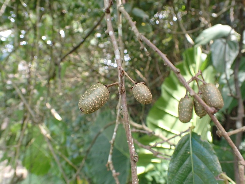 Actinidia callosa photo 8