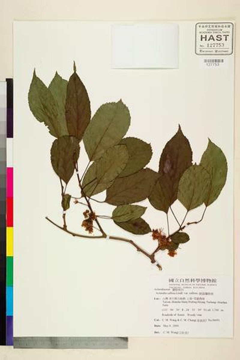Actinidia callosa var. callosa