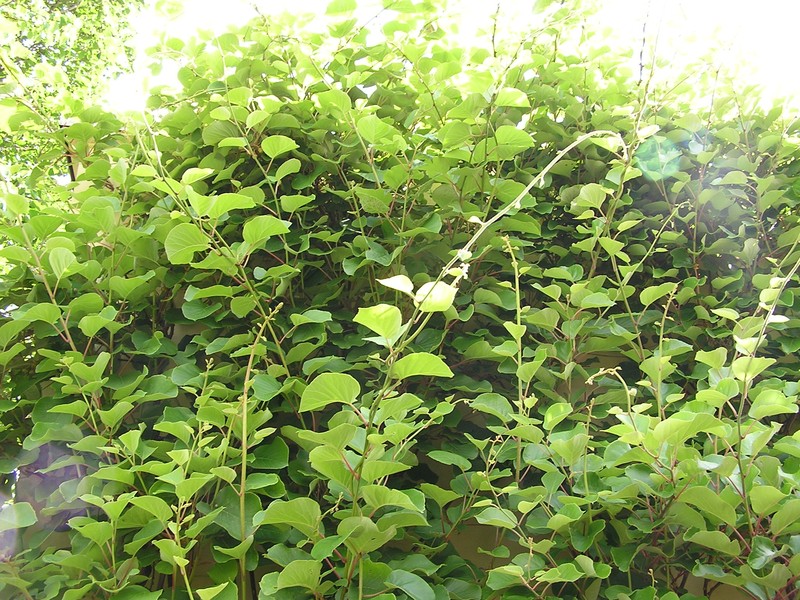 Kiwi photo 2
