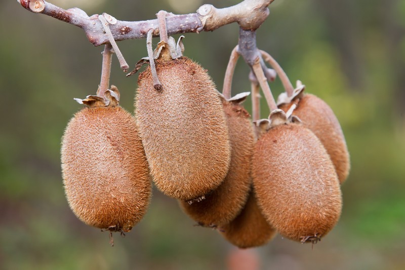 Kiwi photo 3