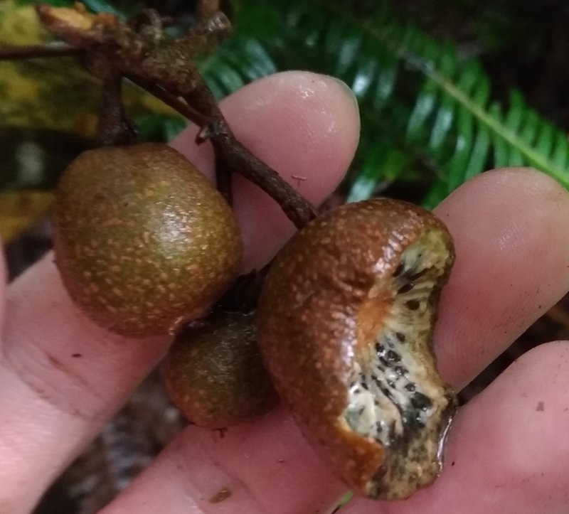 Kiwi photo 7