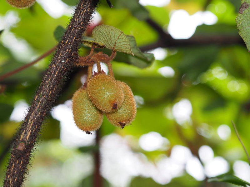 Kiwi photo 8