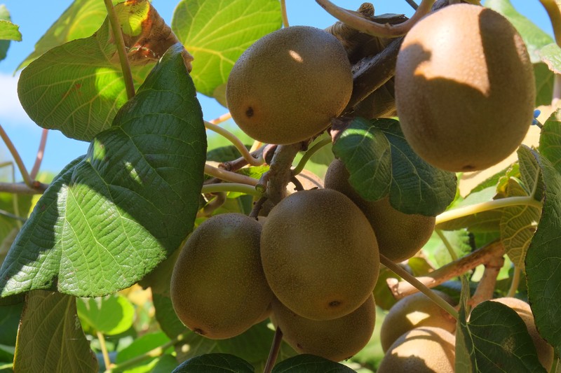 Kiwi