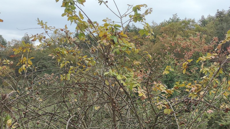 Kiwi photo 6