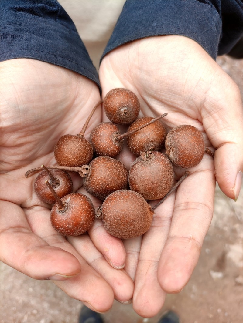 Actinidia chinensis var. chinensis photo 2
