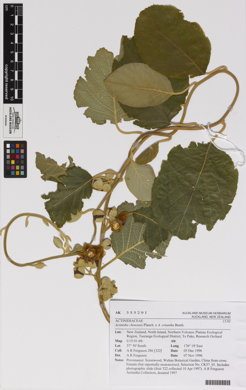 Actinidia chinensis var. chinensis