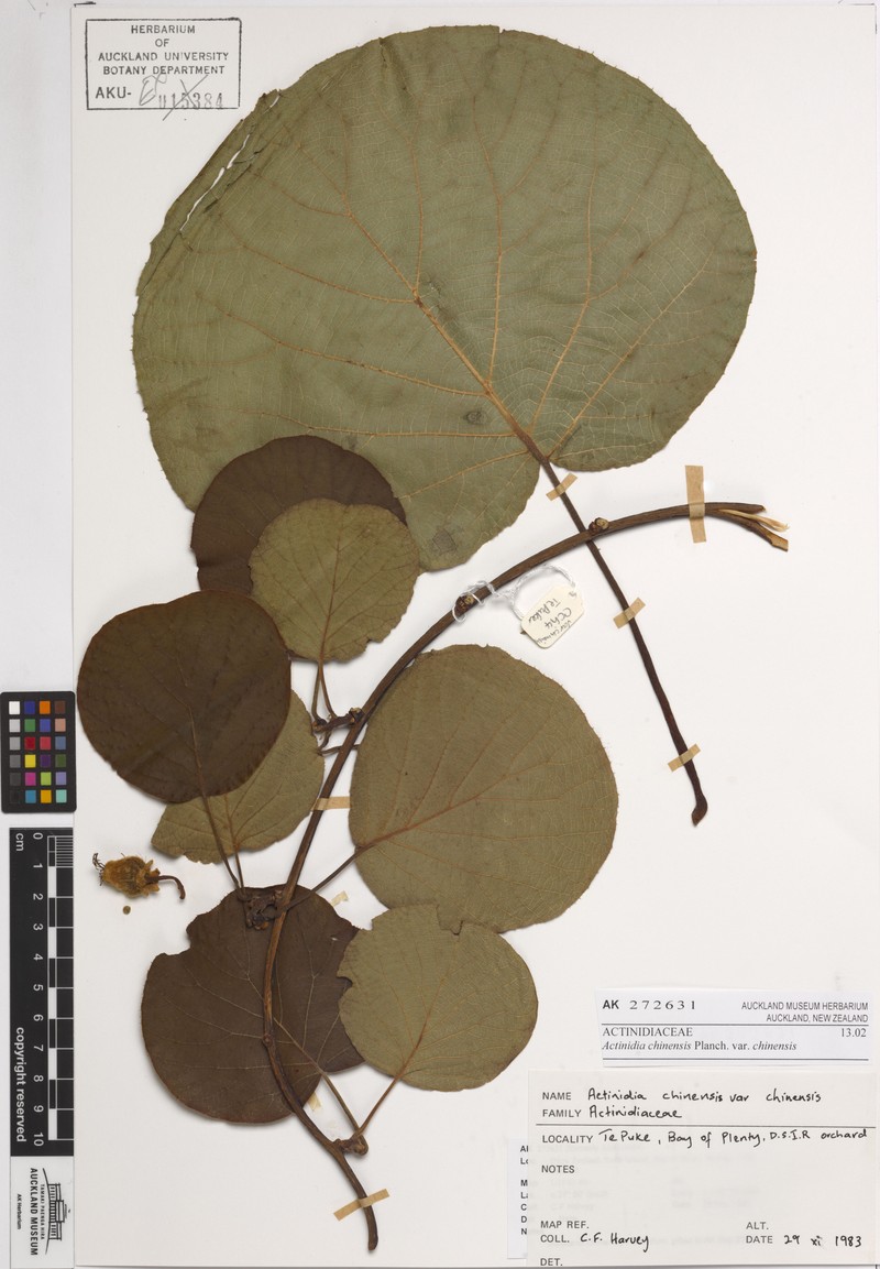 Actinidia chinensis var. chinensis photo 4