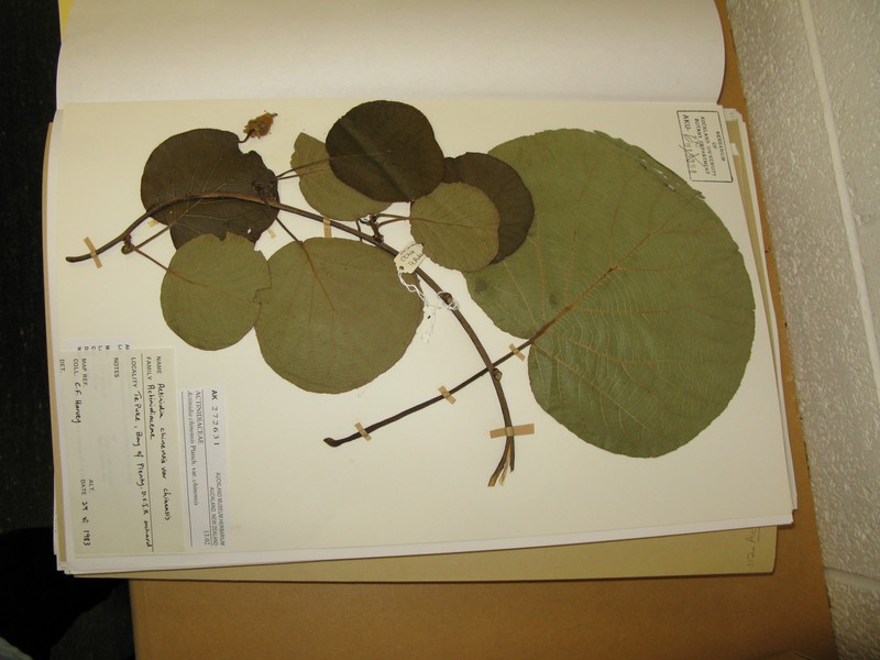 Actinidia chinensis var. chinensis photo 5
