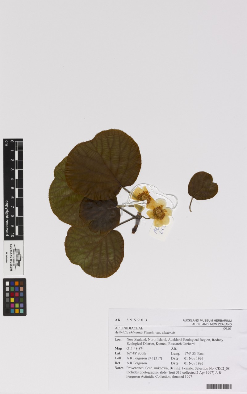 Actinidia chinensis var. chinensis photo 6