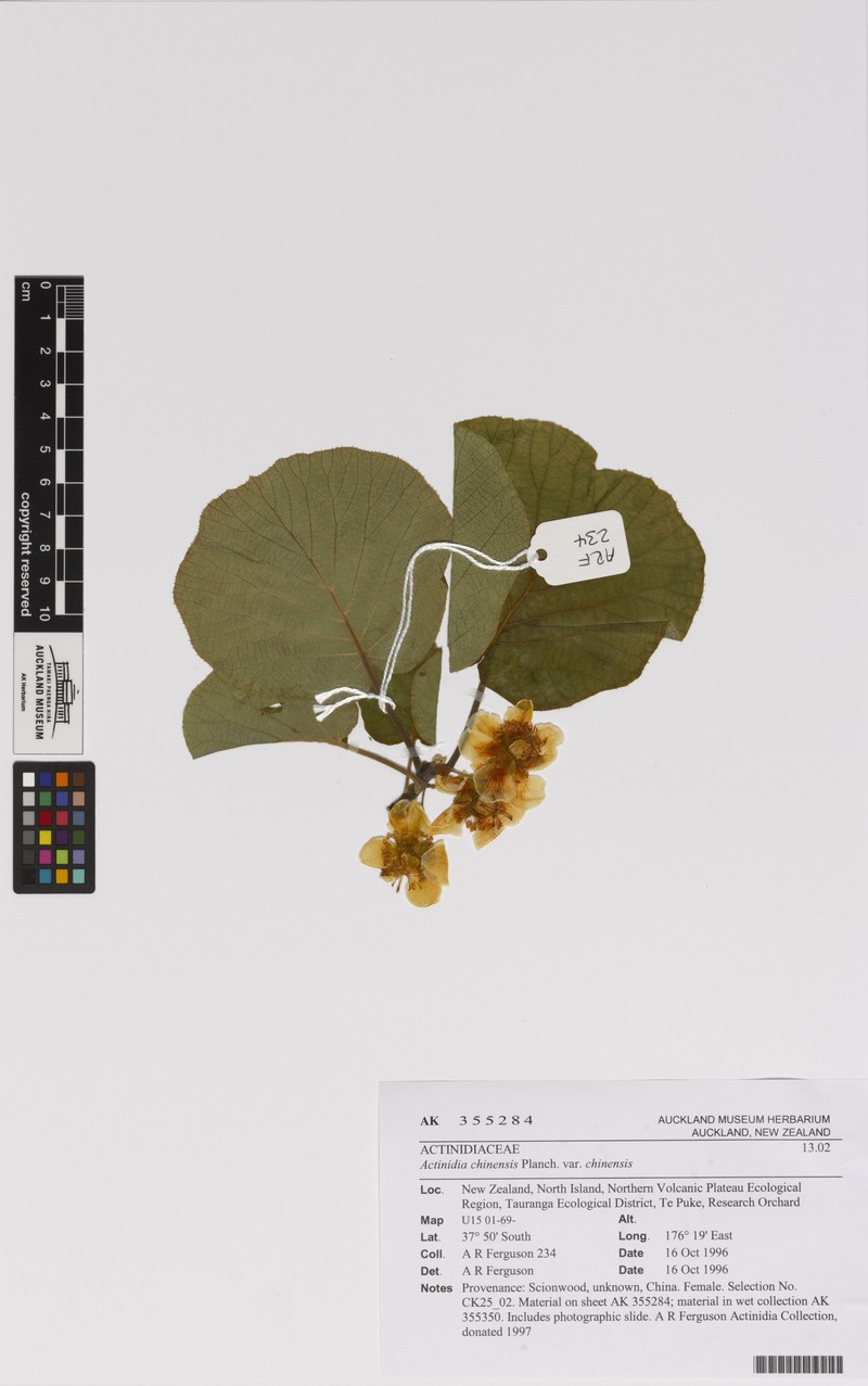 Actinidia chinensis var. chinensis photo 7
