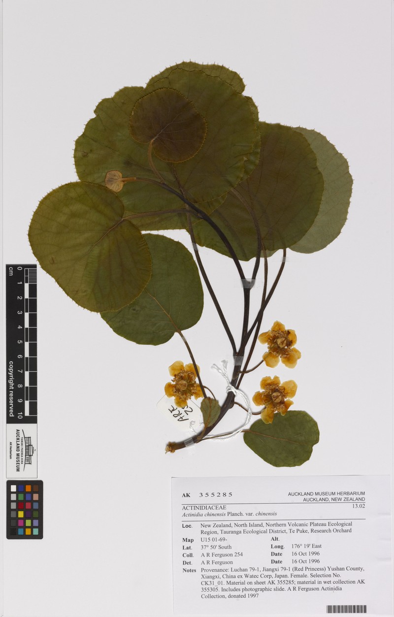 Actinidia chinensis var. chinensis photo 8