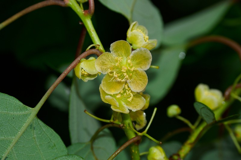 Actinidia chrysantha