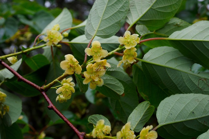 Actinidia chrysantha photo 2