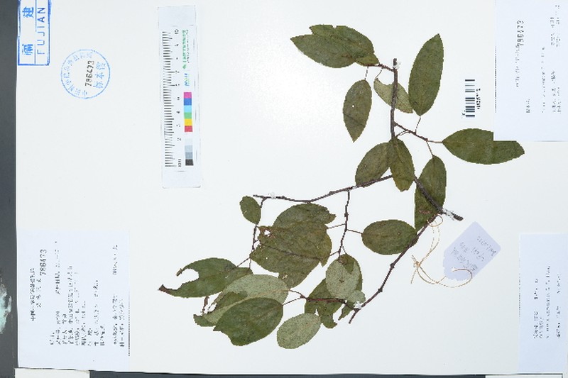 Actinidia chrysantha photo 3