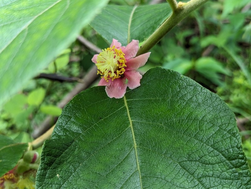 Actinidia eriantha photo 2