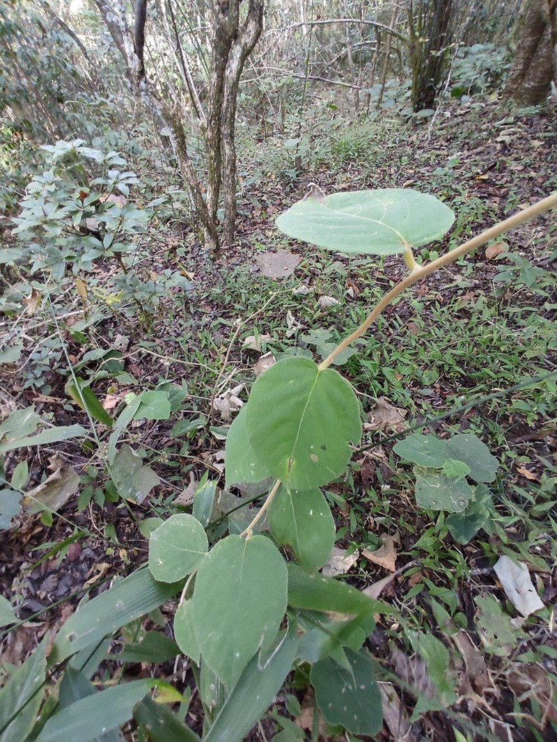 Actinidia eriantha photo 3