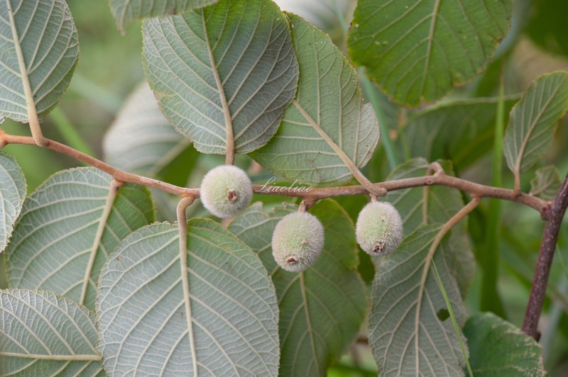 Actinidia eriantha photo 4