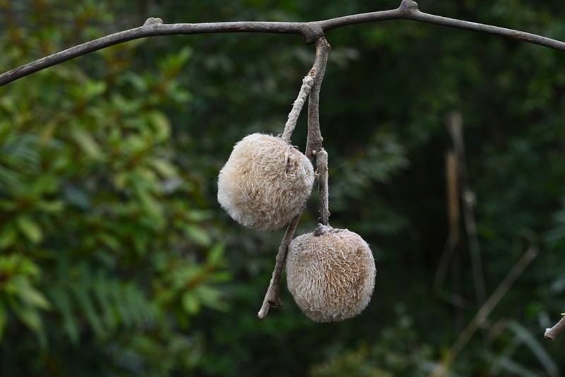 Actinidia eriantha photo 5
