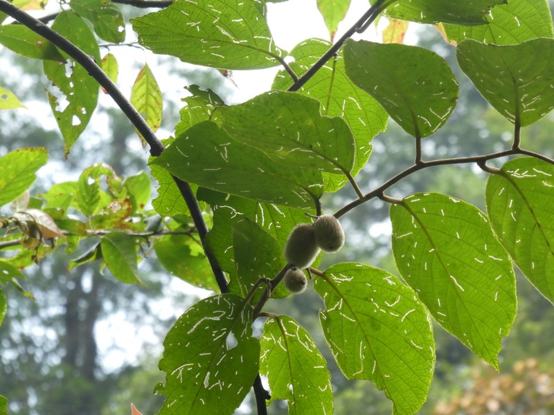 Actinidia eriantha photo 6