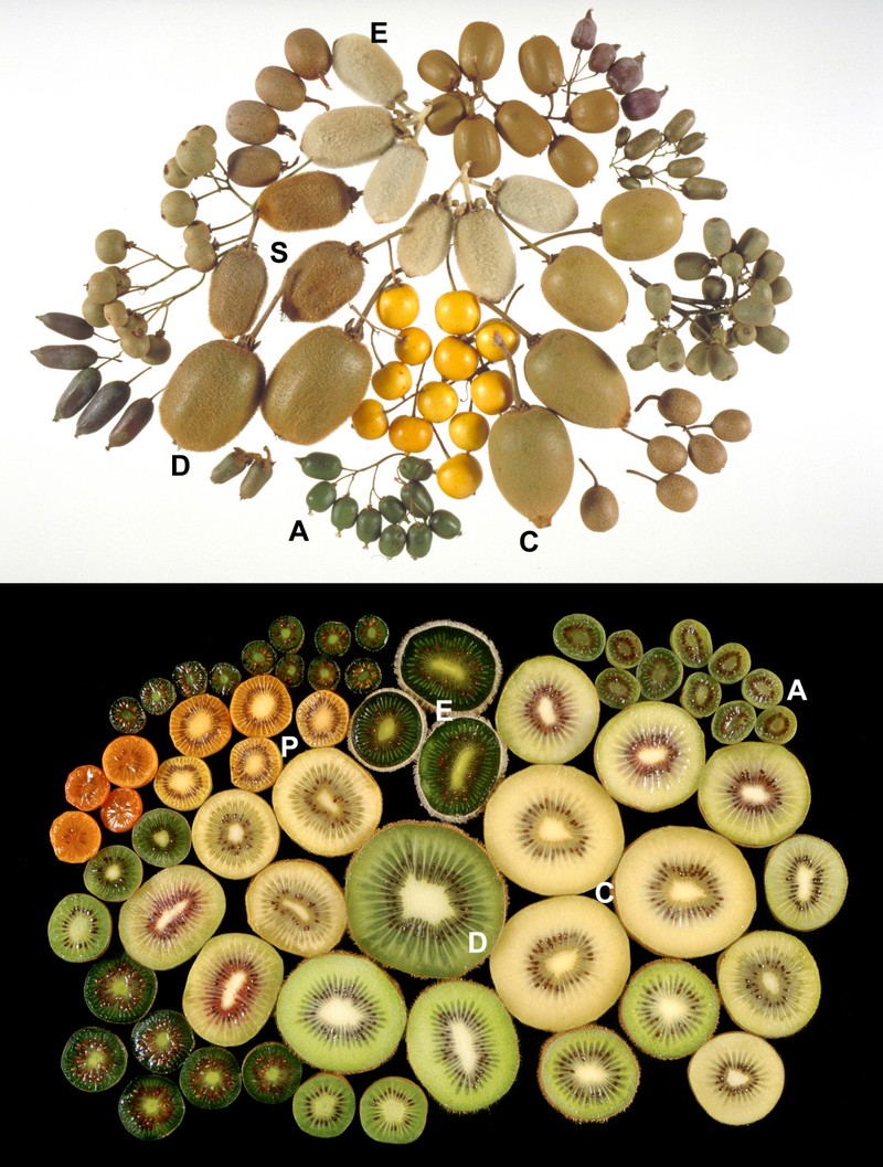 Actinidia eriantha photo 7
