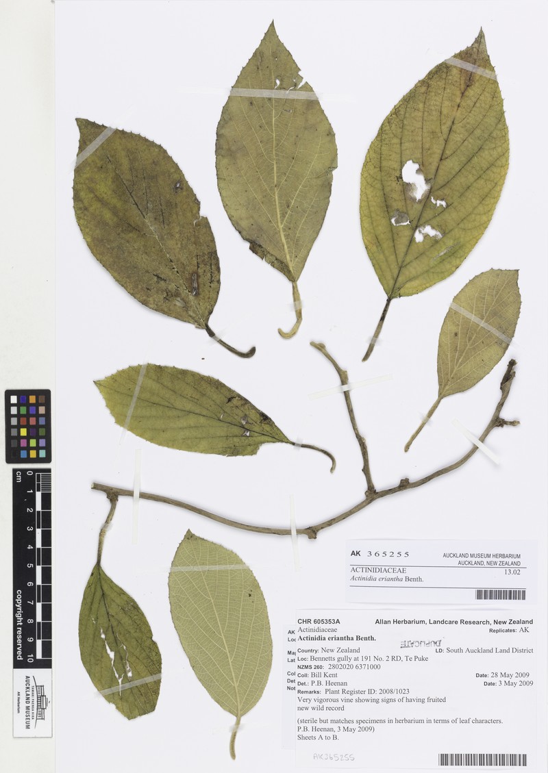 Actinidia eriantha photo 8