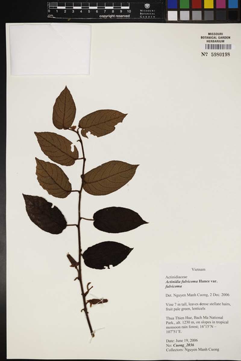 Actinidia fulvicoma photo 3