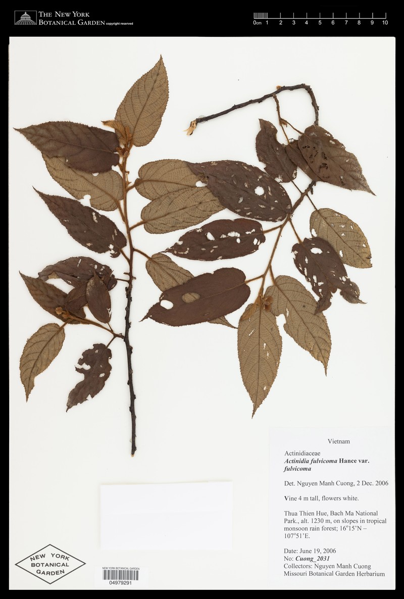 Actinidia fulvicoma photo 4