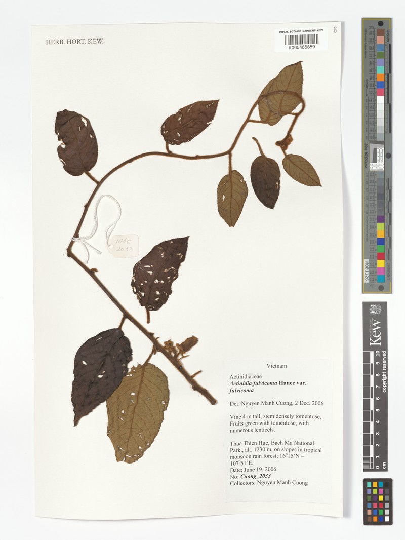 Actinidia fulvicoma var. fulvicoma photo 4