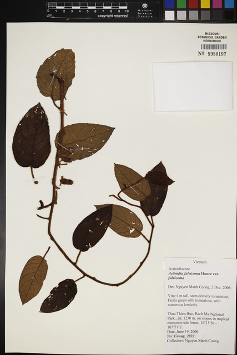 Actinidia fulvicoma var. fulvicoma