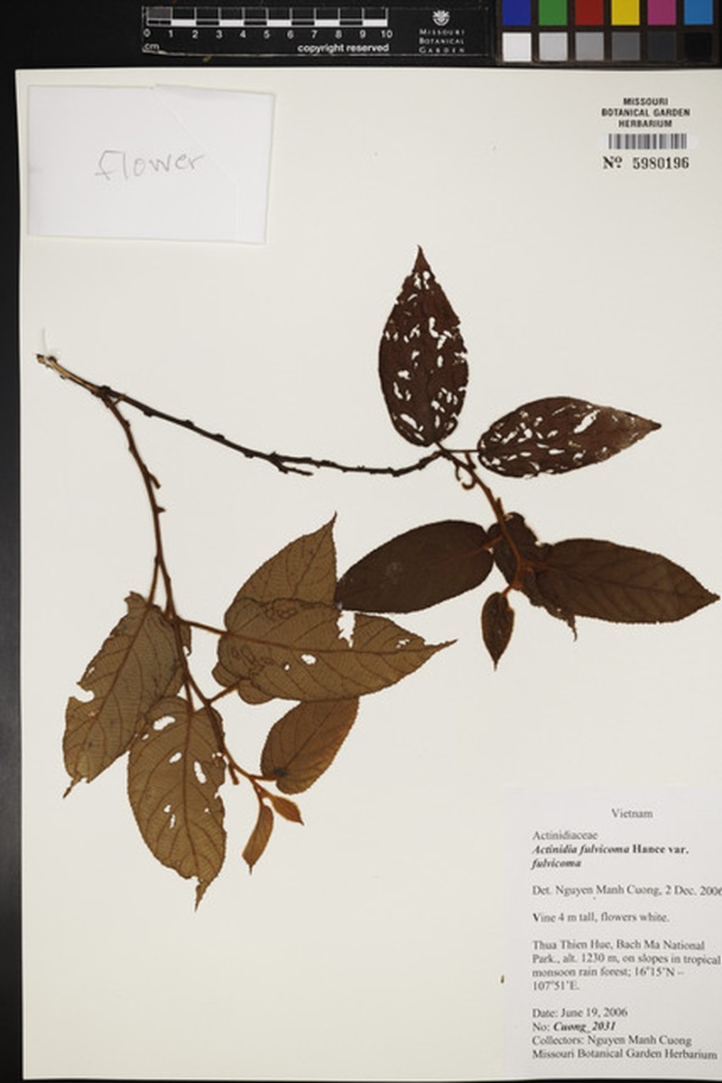 Actinidia fulvicoma var. fulvicoma photo 2