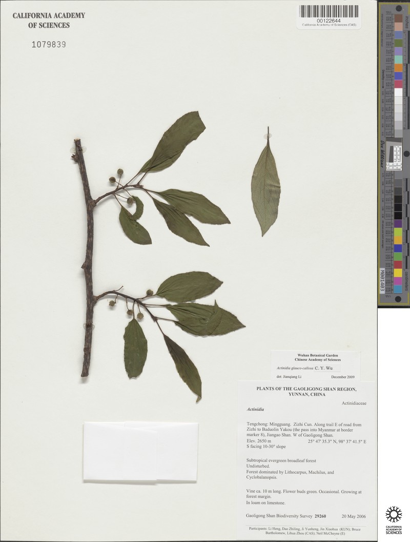 Actinidia glaucocallosa