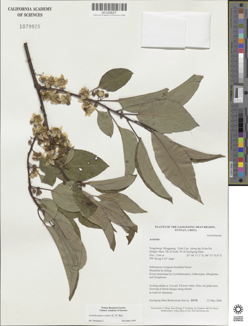 Actinidia glaucocallosa photo 2