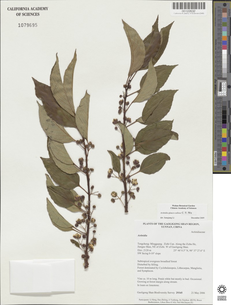 Actinidia glaucocallosa photo 3