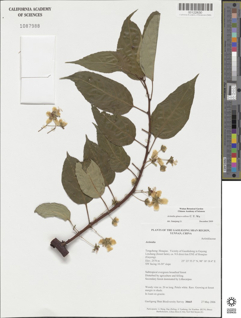 Actinidia glaucocallosa photo 4