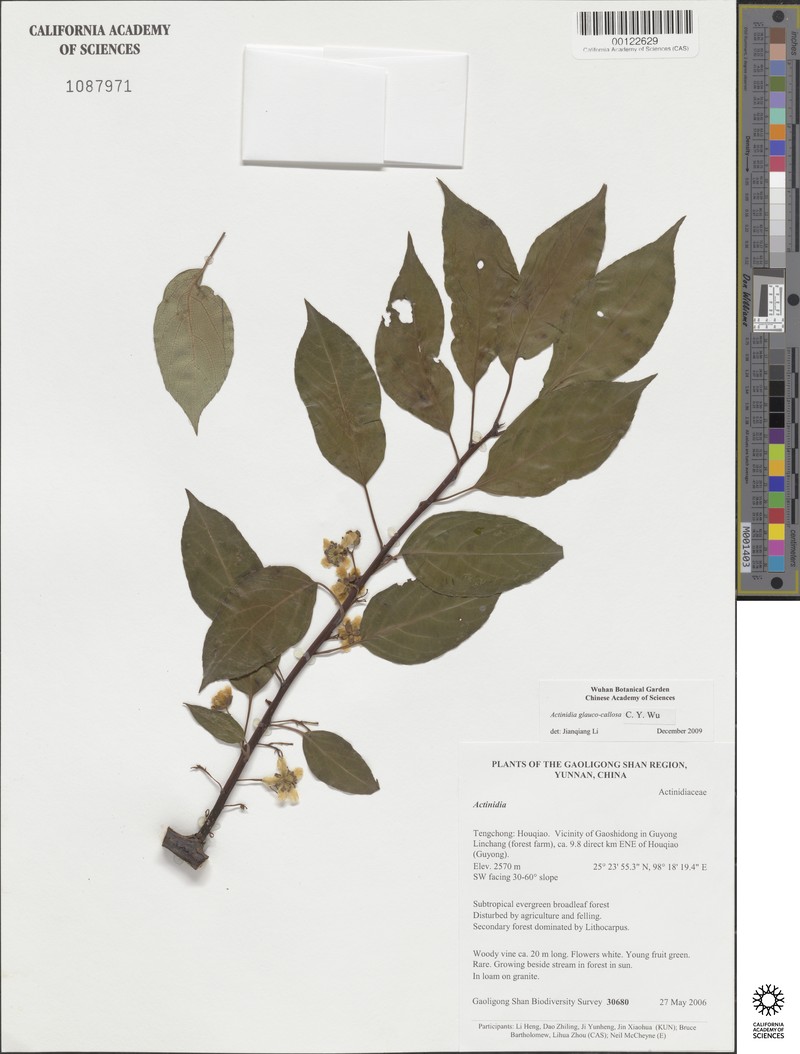 Actinidia glaucocallosa photo 5
