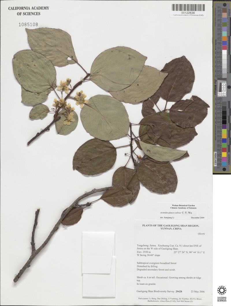 Actinidia glaucocallosa photo 6