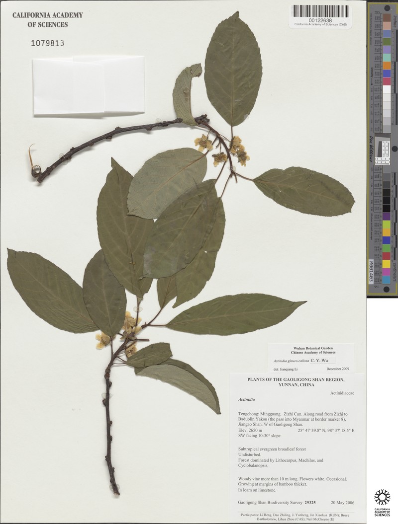 Actinidia glaucocallosa photo 7