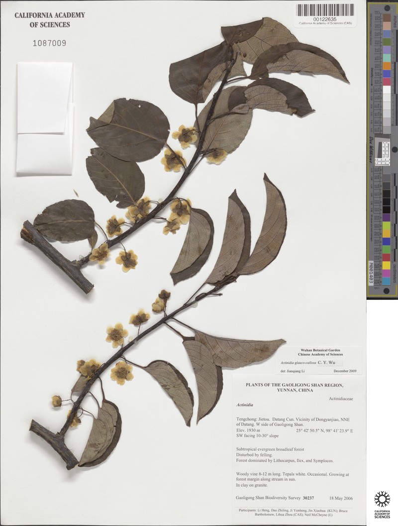 Actinidia glaucocallosa photo 8