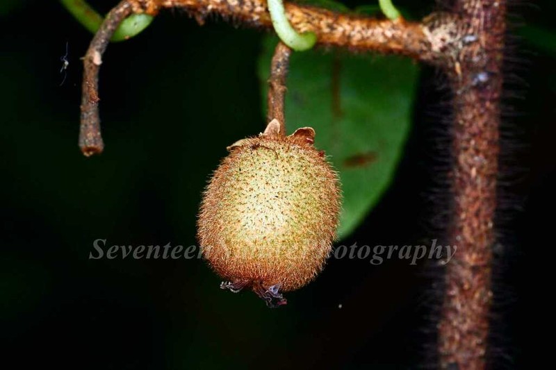 Actinidia hemsleyana photo 2