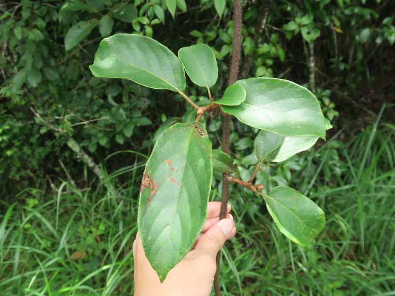 Actinidia hemsleyana photo 3