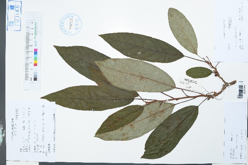 Actinidia hemsleyana photo 4