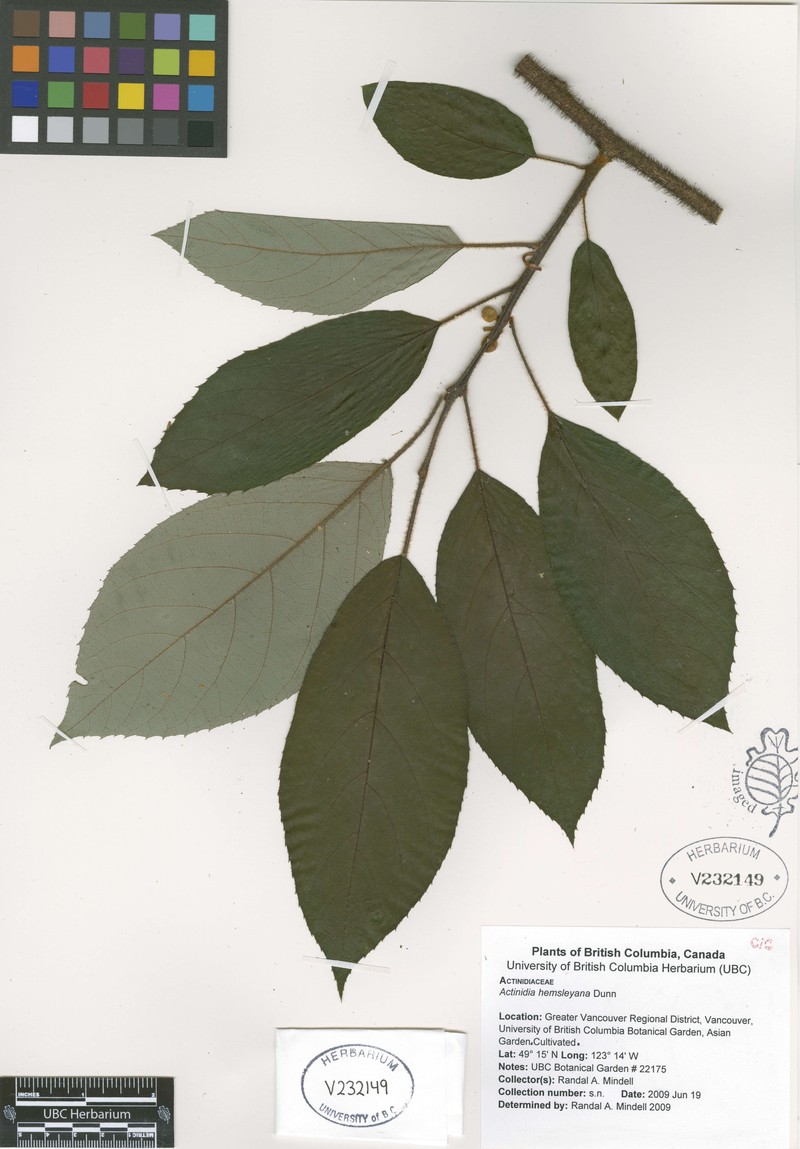 Actinidia hemsleyana photo 5
