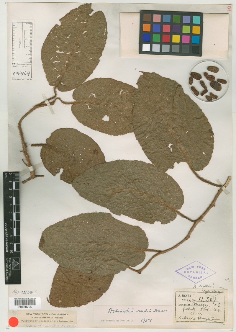 Actinidia henryi