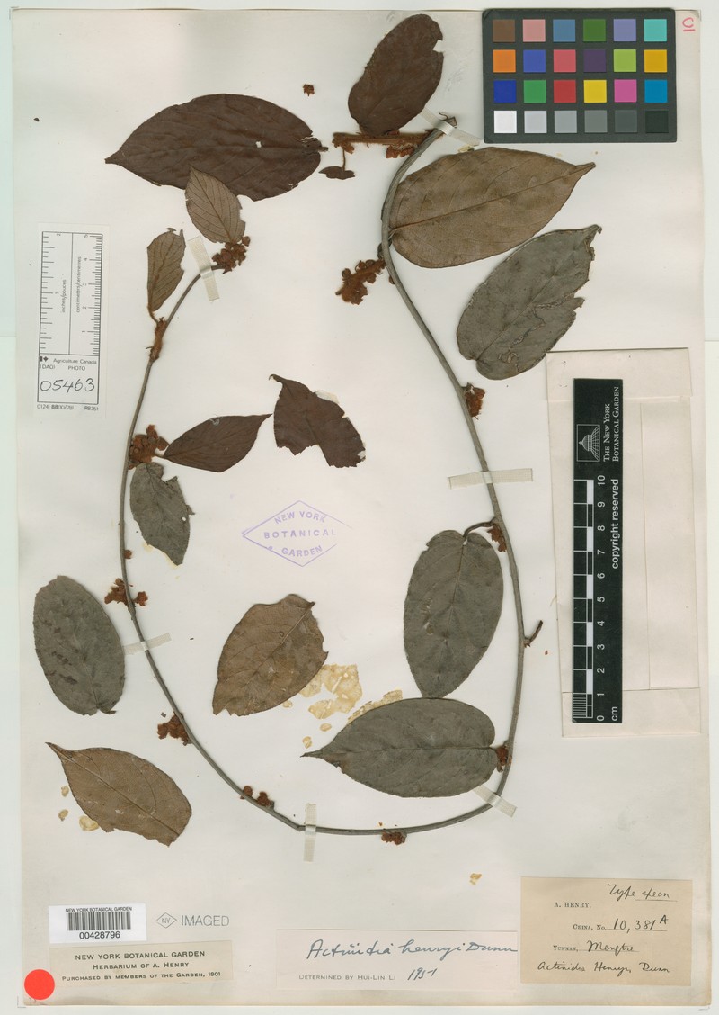 Actinidia henryi photo 2