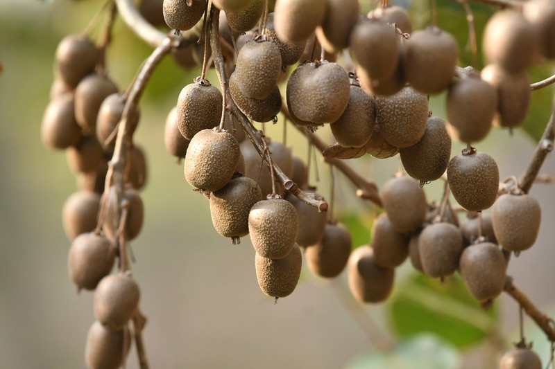 Actinidia hubeiensis
