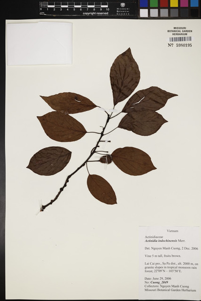 Actinidia indochinensis