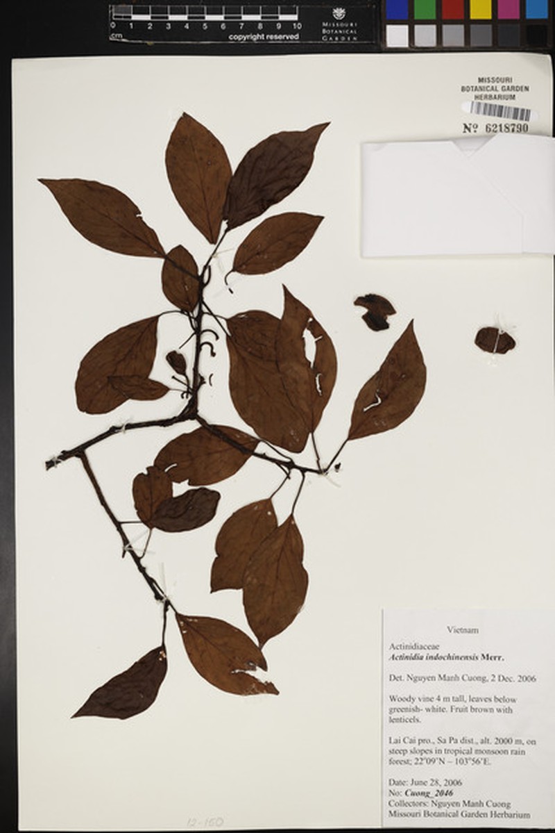 Actinidia indochinensis photo 2