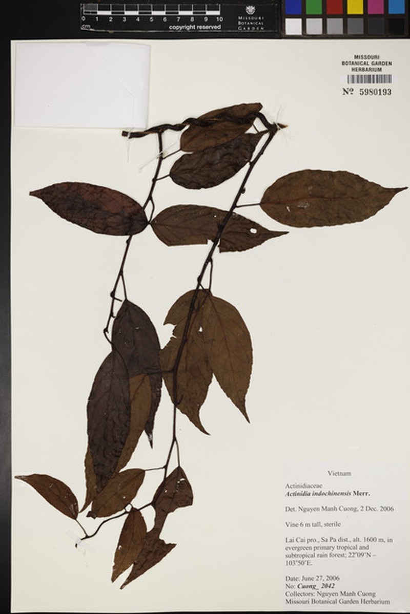 Actinidia indochinensis photo 3