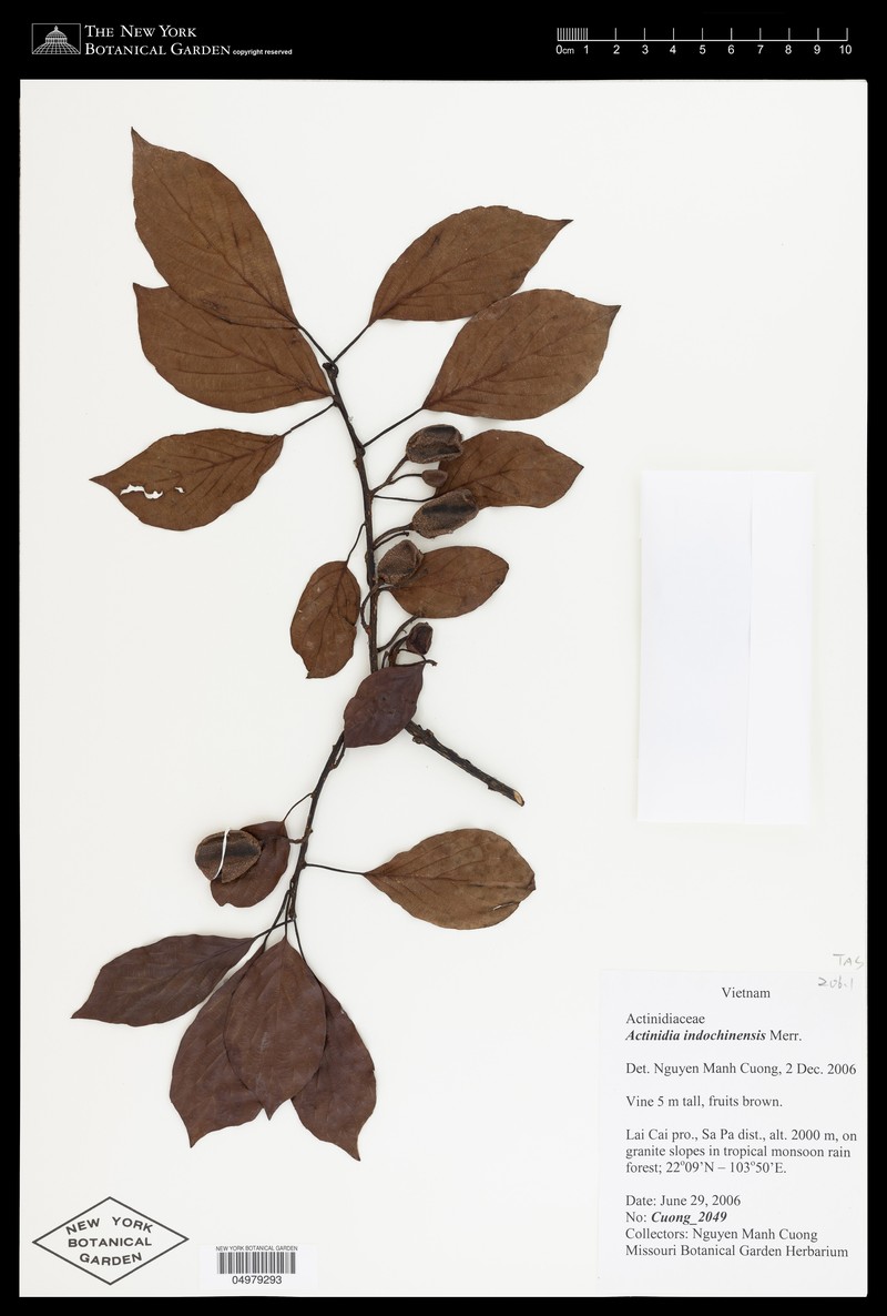 Actinidia indochinensis photo 4