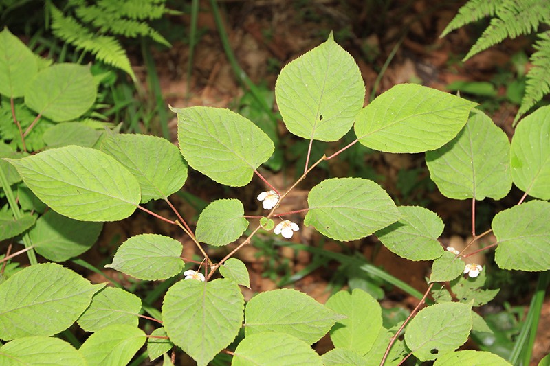 Actinidia kolomikta photo 2